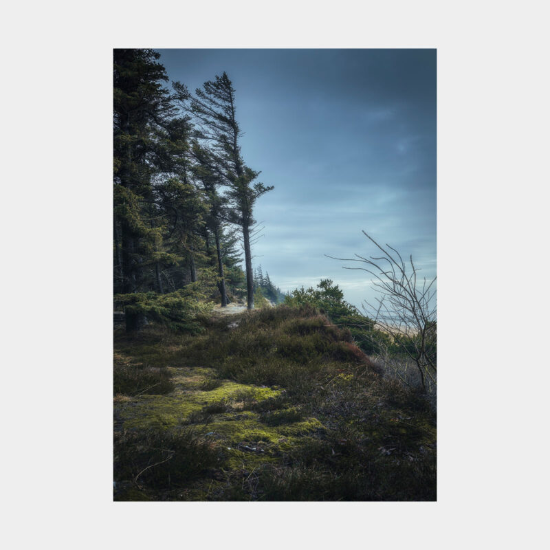  Vindblæst Marbæk - Galleri Vadehavet